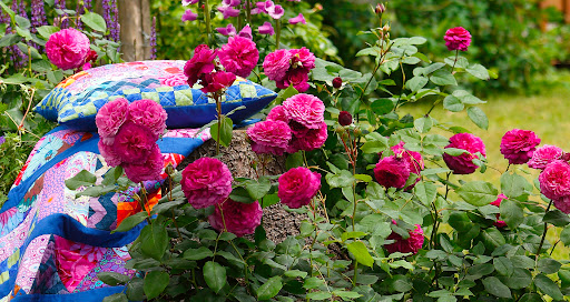 KAFFE FASSETT ROSE plika šaknis 10vnt.