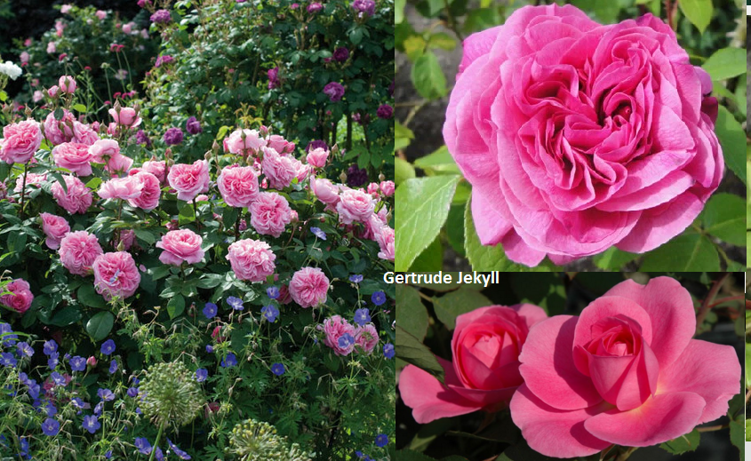 GERTRUDE JEKYLL plika šaknis