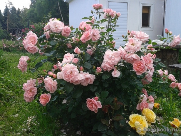 Dream Sequence floribunda plika šaknis