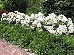 Stiebinė rožė White Flower Carpet plika šaknis