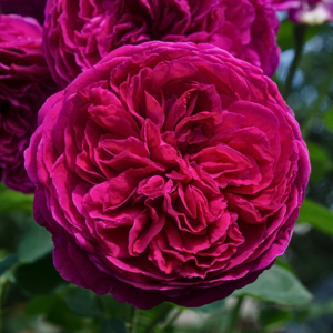 KAFFE FASSETT stebine vzone