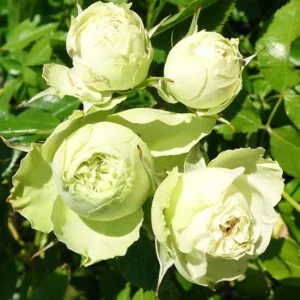 Lovely Green vazone - Image 2