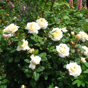 Rose plika šaknis kvapni