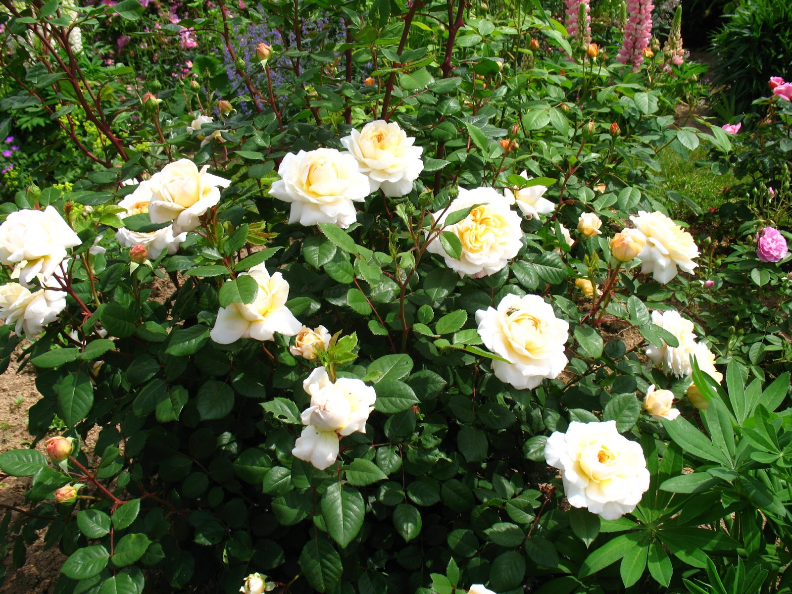 Rose plika šaknis kvapni