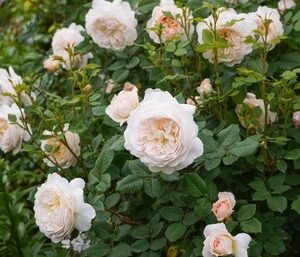 Crocus rose vazone