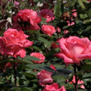 AACHENER DOM (MAICAPINAL) vazone