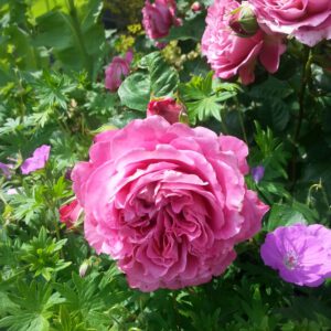 AGNES SCHILLINGER kvepianti plika šaknis