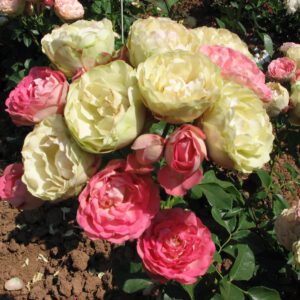 AKROPOLIS (MEIKRADAS) vazone