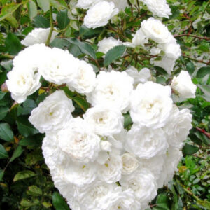 ALBA MEIDILAND plika šaknis