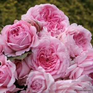 ALEXANDRA PRINCESSE DE LUXEMBOURG plika šaknis