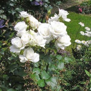 ANNAPURNA  kvepianti plika šaknis