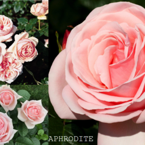 APHRODITE  plika šaknis