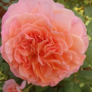 AUGUSTA LUISE vazone