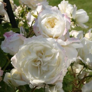 Aliaska vazone vijoklinis