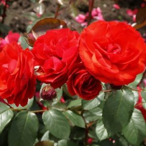 Allotria  floribunda  vazone