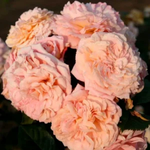 Amaretto plika šaknis