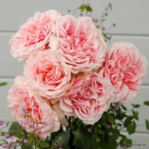 Amorosa plika šaknis