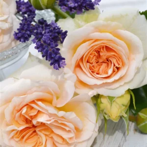 Audienz kvapni  plika šaknis