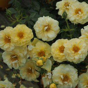 BIENENWEIDE GELB vazone