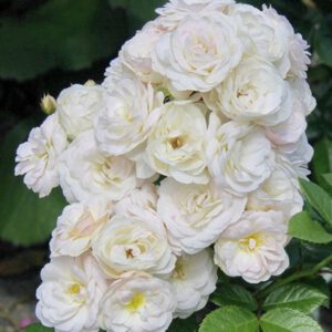 BOUQUET PARFAIT plika šaknis