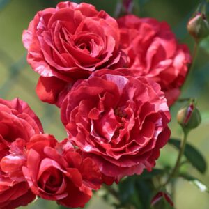 BROWNIE vijoklinis vazone