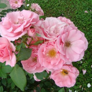 Bantry Bay '' Dovana'' perkant  10vnt. plikų šaknų