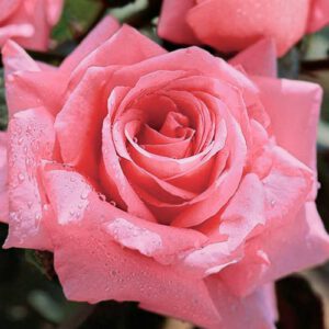 Bell Ange plika šaknis