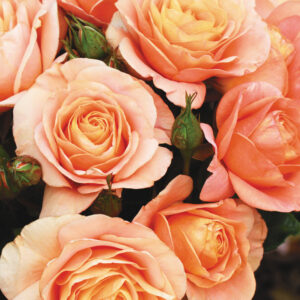 Bengali  kvapni plika šaknis