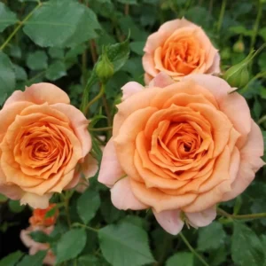 Bentheimer Gold plika šaknis