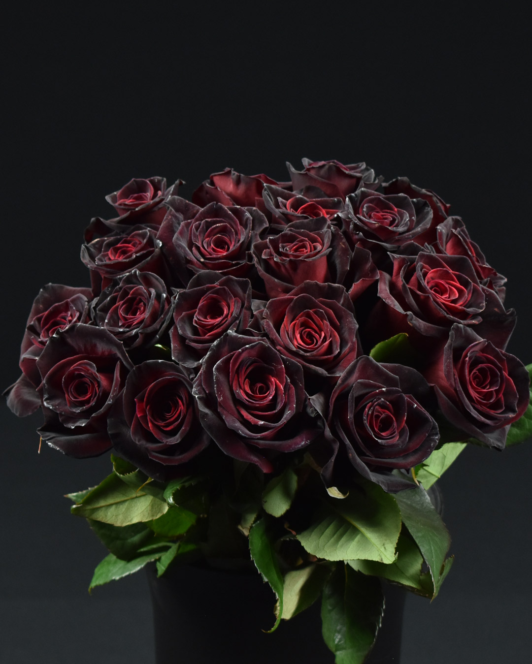 Black Baccara plika šaknis