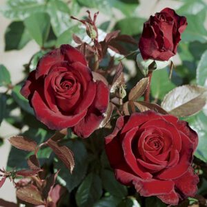 Black Madonna plika šaknis