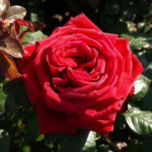 Burgund plika šaknis žiedas iki 14 cm