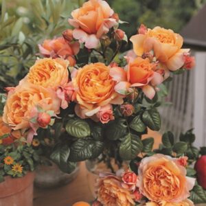 CAPRI  kvepianti plika šaknis