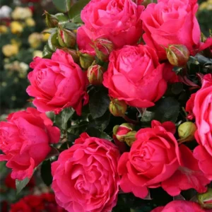 CHERRY LADY plika šaknis