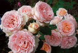 CLAIR RENAISSANCE   vazone