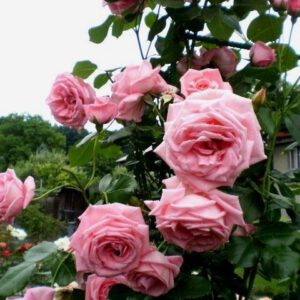 CORAL DAWN vijoklinis vazone