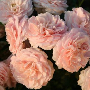 CREMOSA plika šaknis