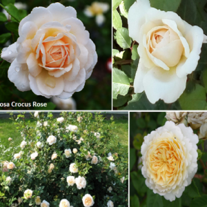 CROCUS ROSE (AUSQUEST) plika šaknis