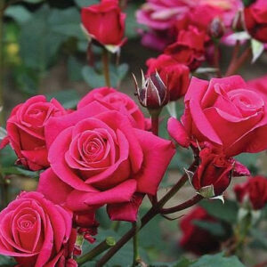 Charisma kvapni plika šaknis