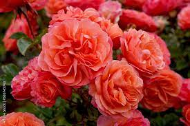 Coral Lions rose plika šaknis