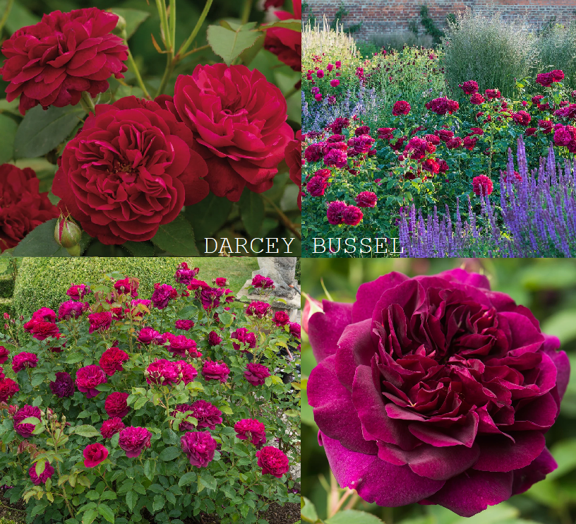 DARCEY BUSSELL