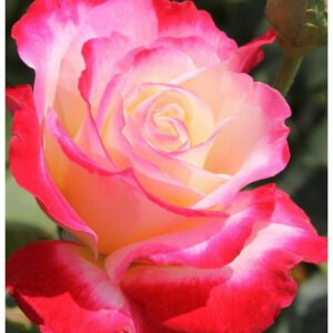 Dauble Delight vazone