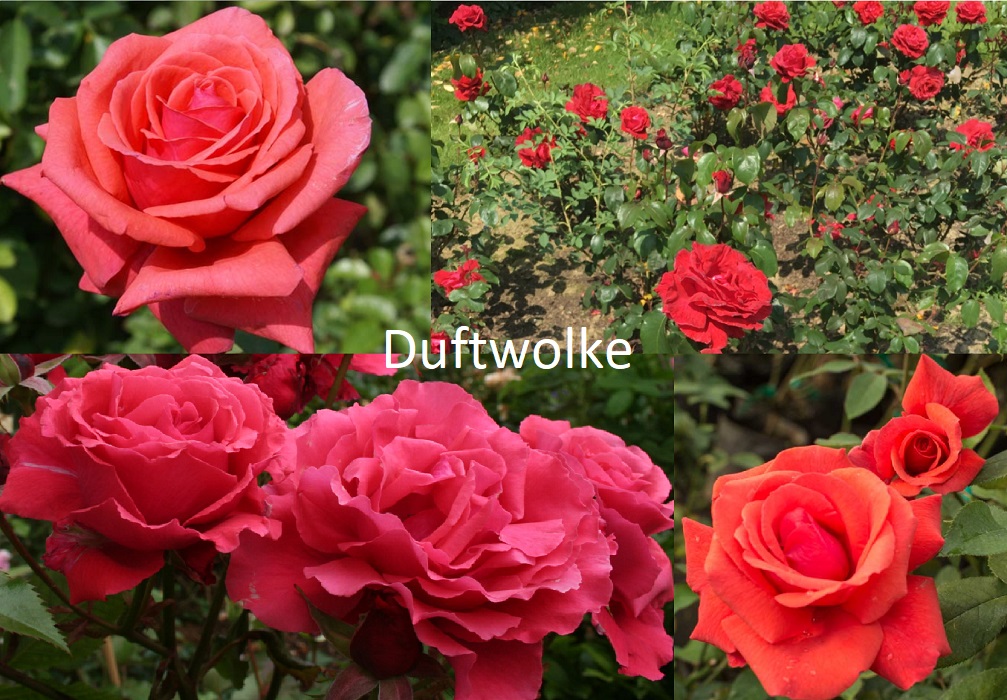 Duftwolke (Fragrant Cloud)