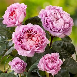 EISVOGEL  vazone egzotiškas aromatas