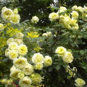 ELFE vazone