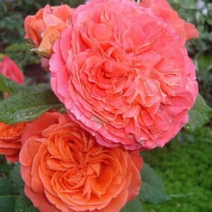 EMILIEN GUILLOT vazone