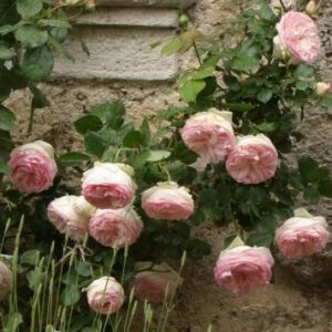 Eden Rose vazone vijoklinis