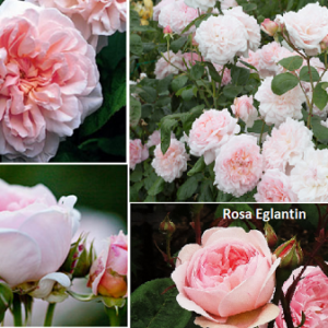 Eglantyne plika šaknis