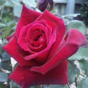 Ena Harkness plika šaknis