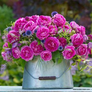 FRAULEIN MARIA  NAUJIENA kvapni  plika šaknis